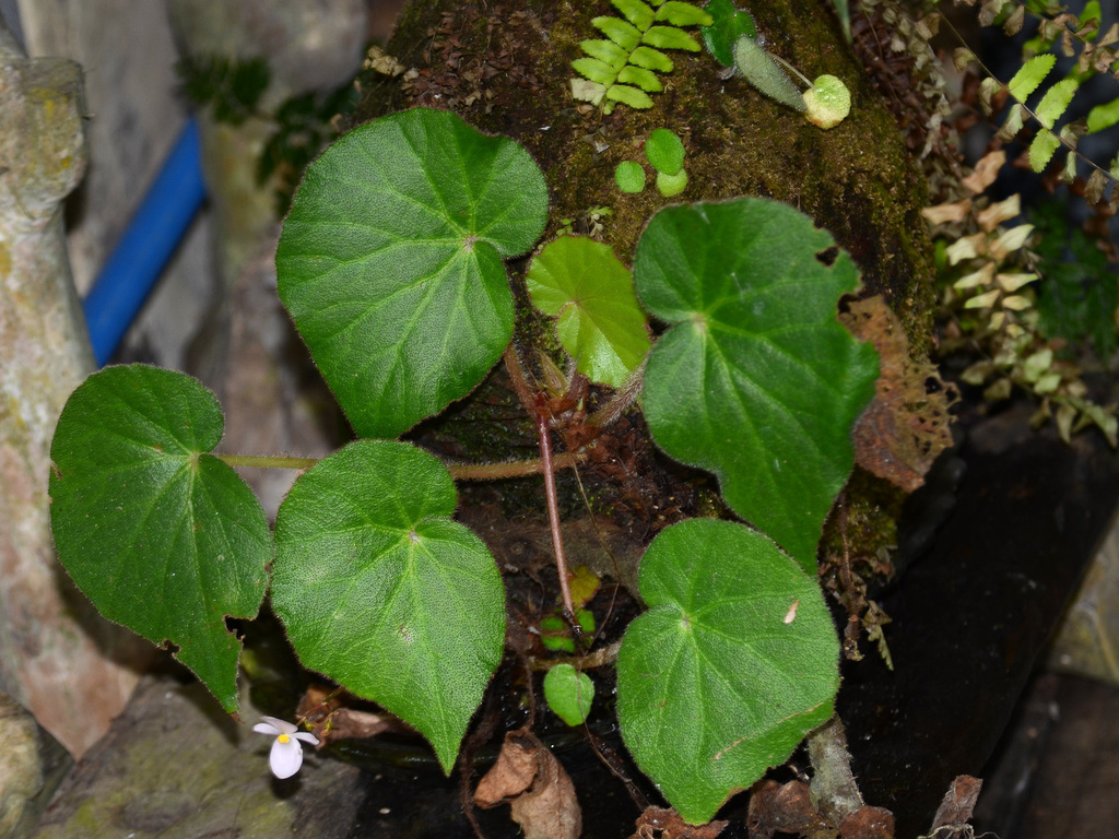 Begonia manillensis