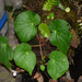 Begonia manillensis - Photo (c) CheongWeei Gan, some rights reserved (CC BY), uploaded by CheongWeei Gan