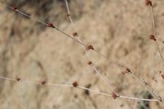 Eriogonum elongatum