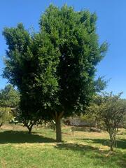 Cryptocarya alba