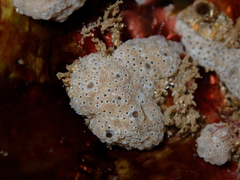 Didemnum psammatodes