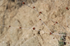 Eriogonum elongatum