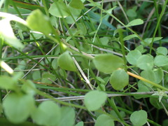 Campanula californica