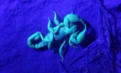 Anuroctonus pococki pococki