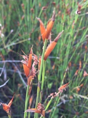 Willdenowia incurvata