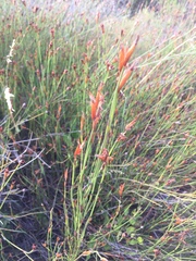 Willdenowia incurvata