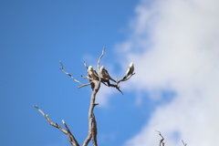 Nymphicus hollandicus