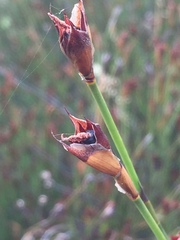 Willdenowia incurvata