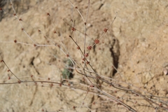 Eriogonum elongatum