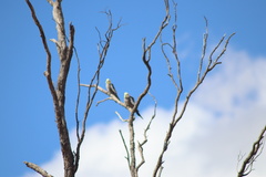 Nymphicus hollandicus