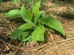 Verbesina virginica