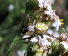 Neoscona adianta