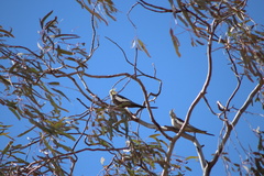 Nymphicus hollandicus