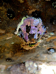 Austrobalanus imperator