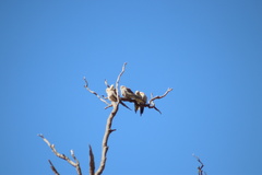 Nymphicus hollandicus