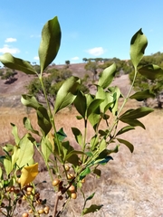 Peponidium buxifolium