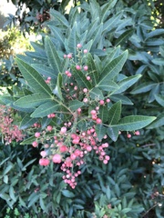 Schinus terebinthifolia