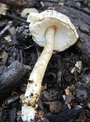 Agaricus endoxanthus