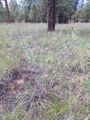 Euphorbia chamaesula