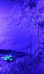 Anuroctonus pococki pococki