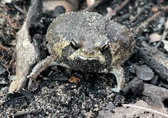 Breviceps ombelanonga