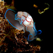 Red-lined Bubble Snail - Photo (c) Felix Harper, some rights reserved (CC BY-NC), uploaded by Felix Harper