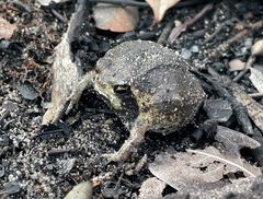 Breviceps ombelanonga