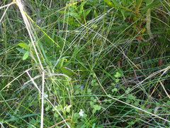 Campanula californica