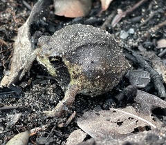 Breviceps ombelanonga