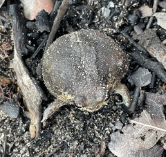 Breviceps ombelanonga