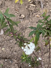 Spiraea