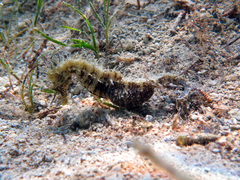 Hippocampus guttulatus