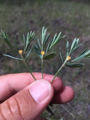 Euphorbia chamaesula
