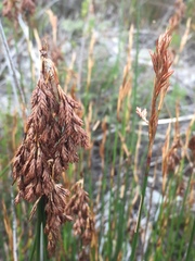 Thamnochortus insignis