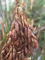 Thamnochortus insignis