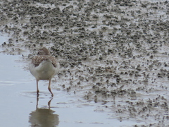 Charadriiformes