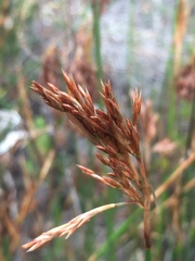 Thamnochortus insignis