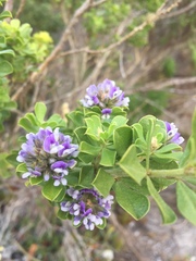 Psoralea bracteolata