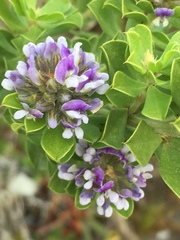 Psoralea bracteolata