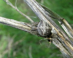 Gibbaranea bituberculata