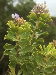 Psoralea bracteolata