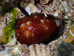 Monetaria caputserpentis