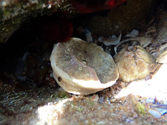 Astralium tentoriiforme