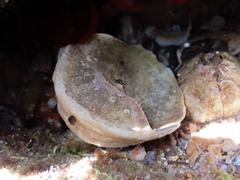 Astralium tentoriiforme