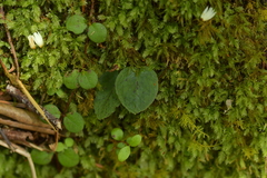 Corybas oblongus