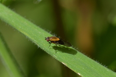 Allophylopsis