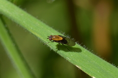 Allophylopsis
