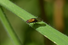 Allophylopsis