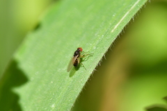 Scaptomyza fuscitarsis