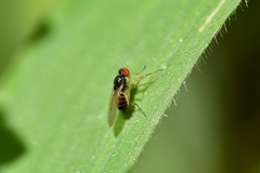 Scaptomyza fuscitarsis